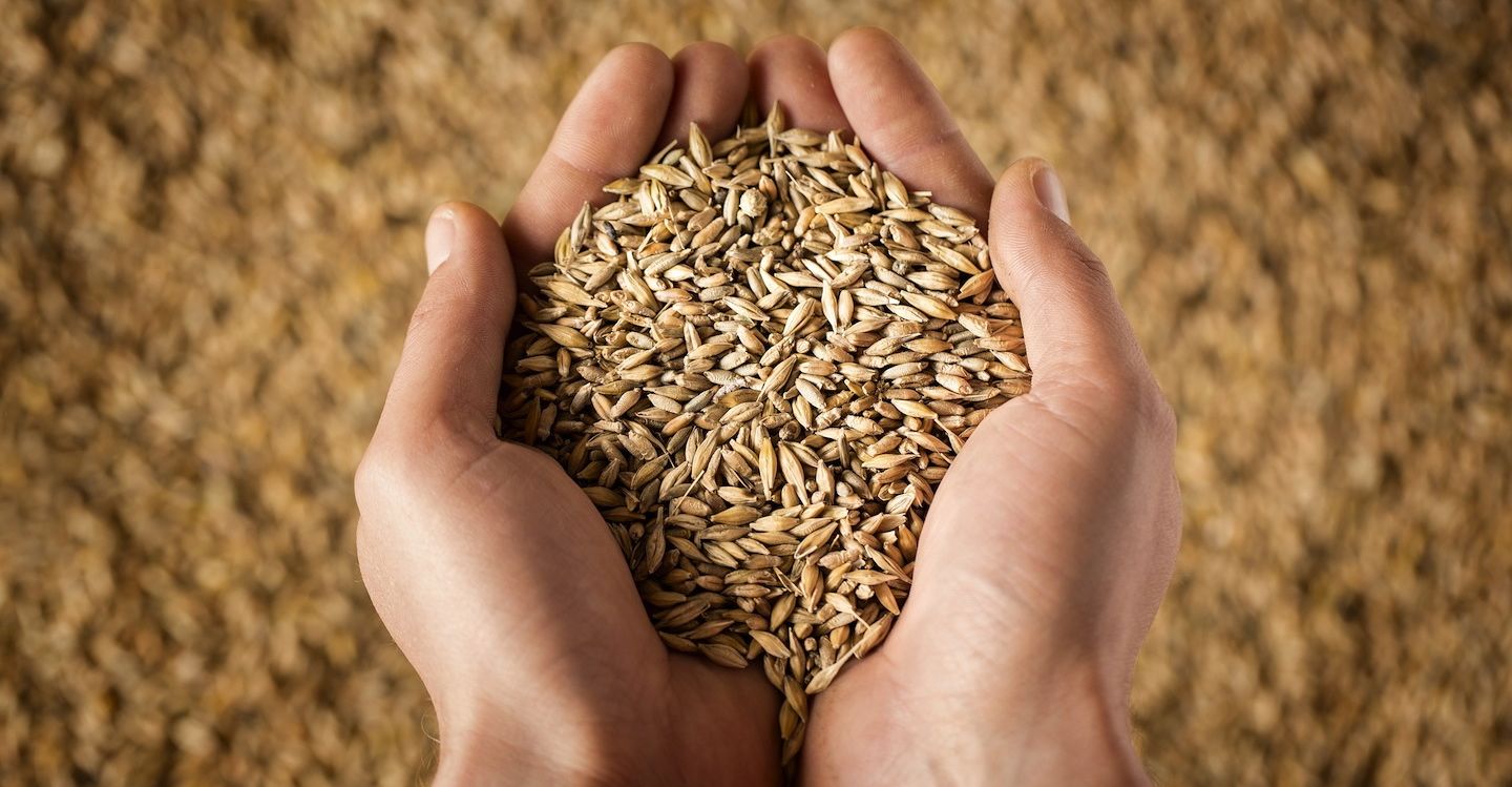 grano